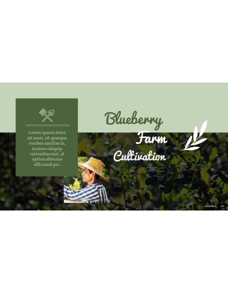 Blueberries Best PPT