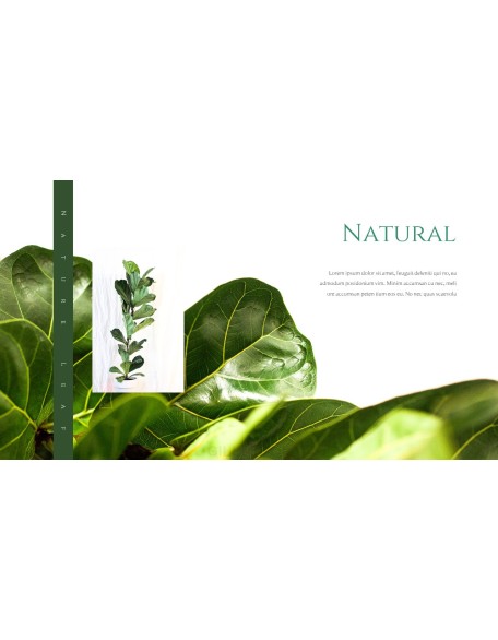 Nature Leaf Background PowerPoint