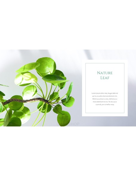 Nature Leaf Background PowerPoint