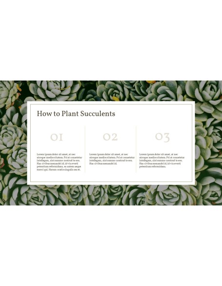 Succulent Plant Business PPT