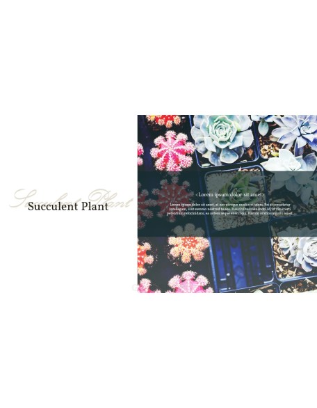 Succulent Plant Business PPT