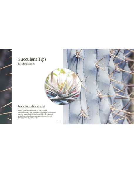 Succulent Plant Business PPT