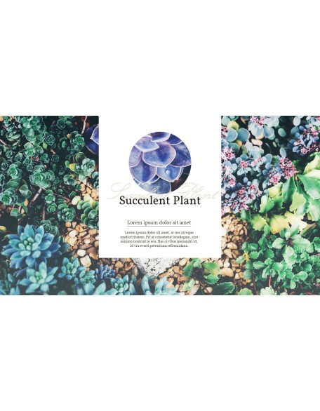 Succulent Plant Business PPT