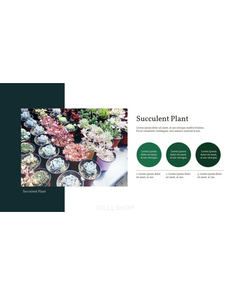 Succulent Plant Business PPT