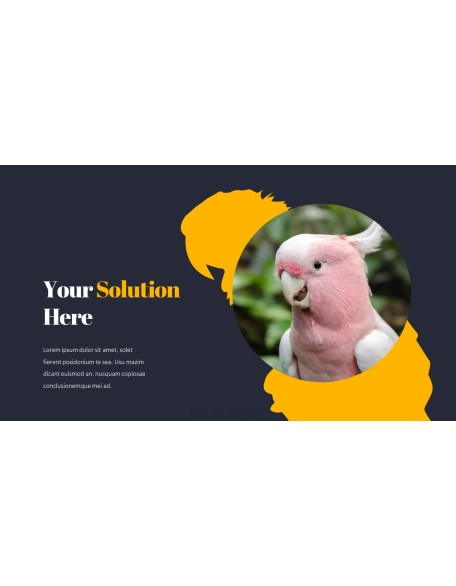 Parrot Best PowerPoint Templates