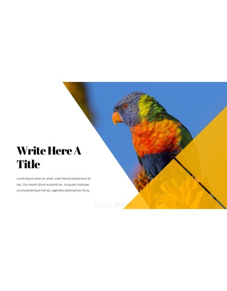 Parrot Best PowerPoint Templates