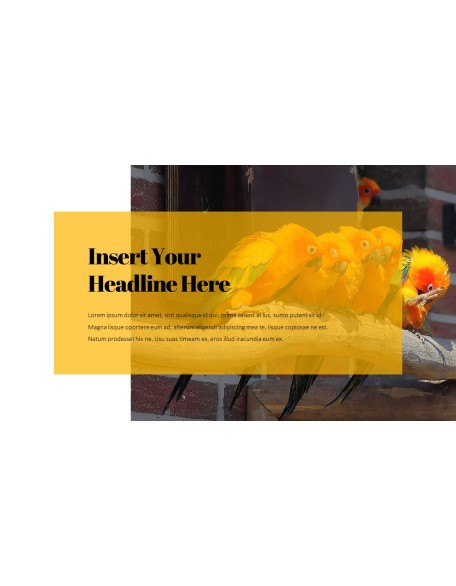 Parrot Best PowerPoint Templates