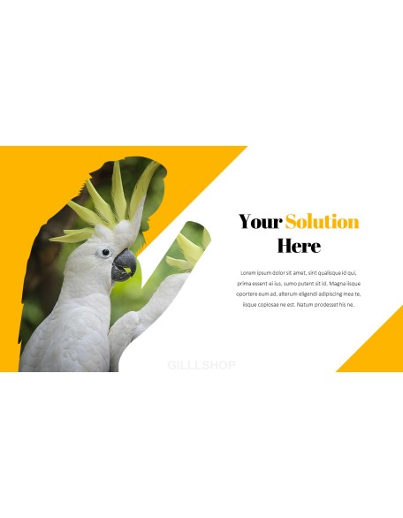 Parrot Best PowerPoint Templates