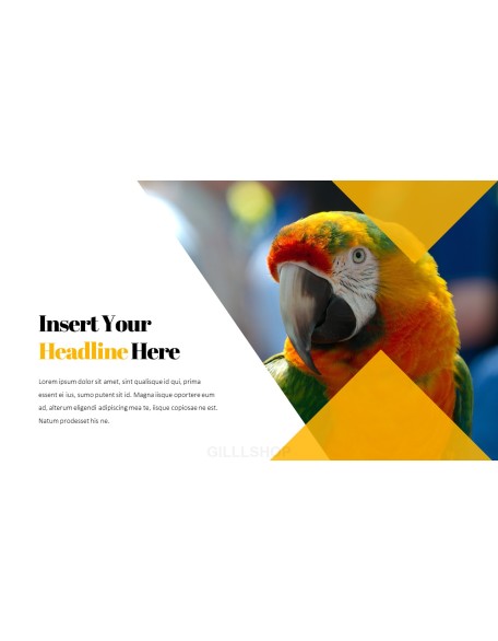 Parrot Best PowerPoint Templates