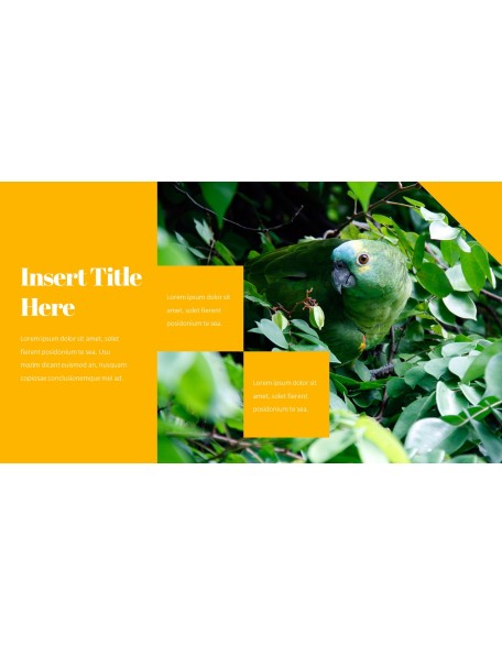 Parrot Best PowerPoint Templates