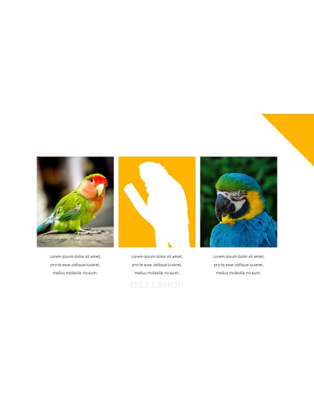 Parrot Best PowerPoint Templates