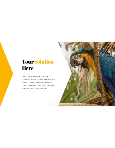 Parrot Best PowerPoint Templates